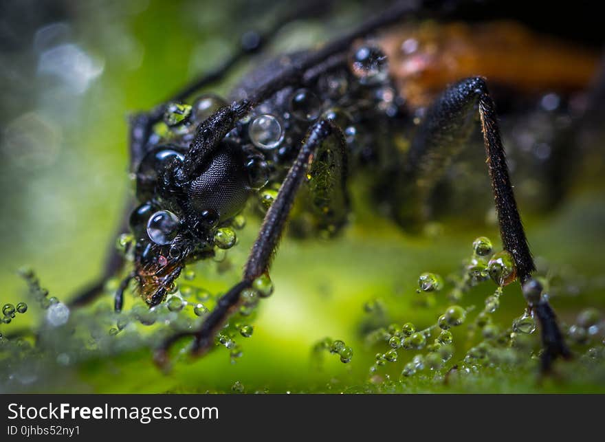 Macro Photography of Brown Beetle With Dew Drops