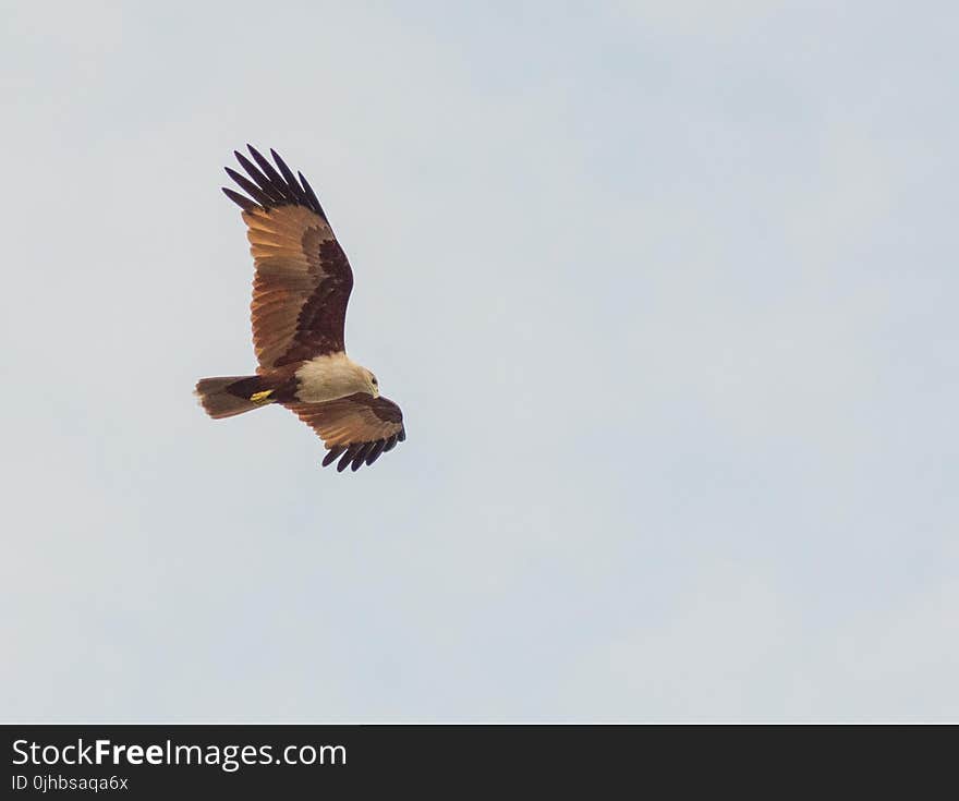 Photography of White and Brown Bird Flying