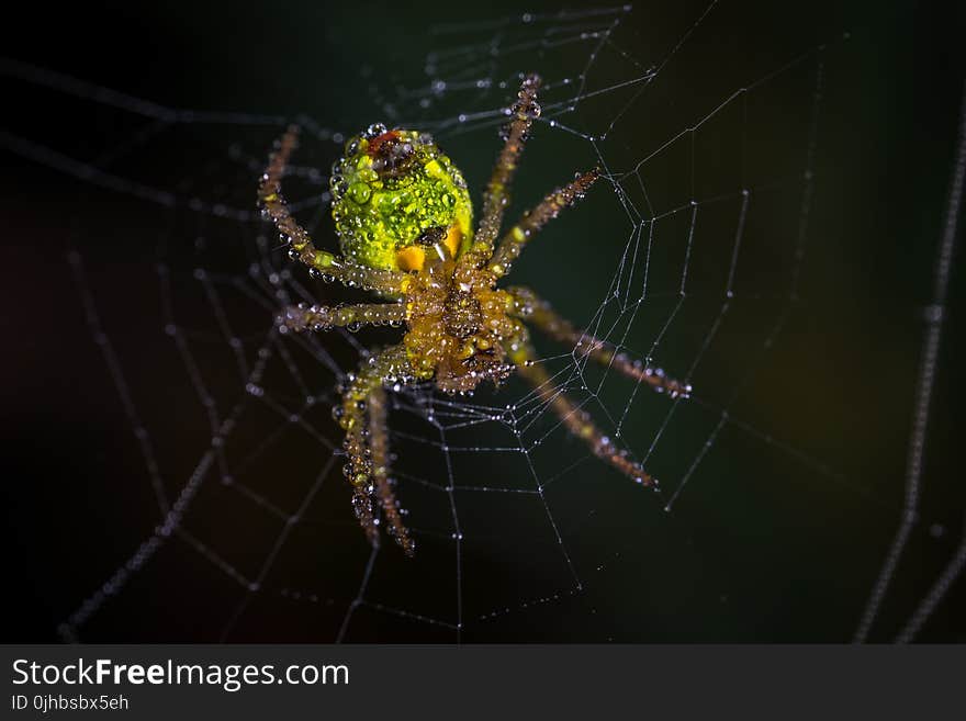 Yellow and Green Spider