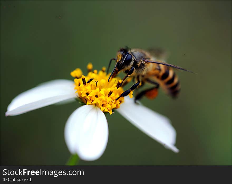 Macro Photography Of Bee