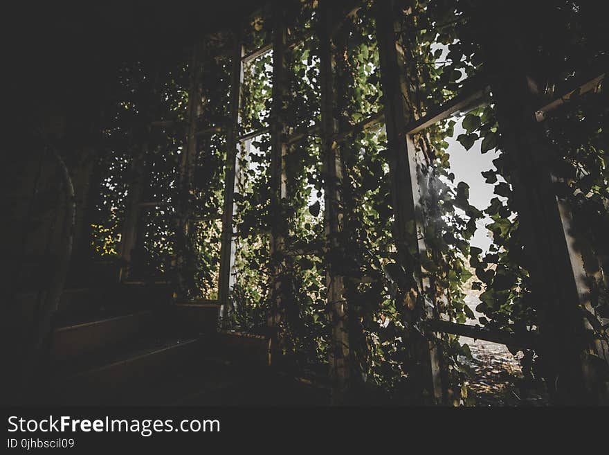 Wooden Stair With Green Leaf Plant Decors