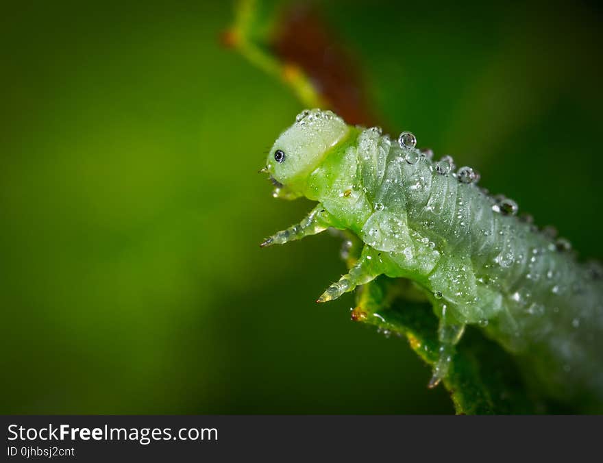 Green Caterpillar