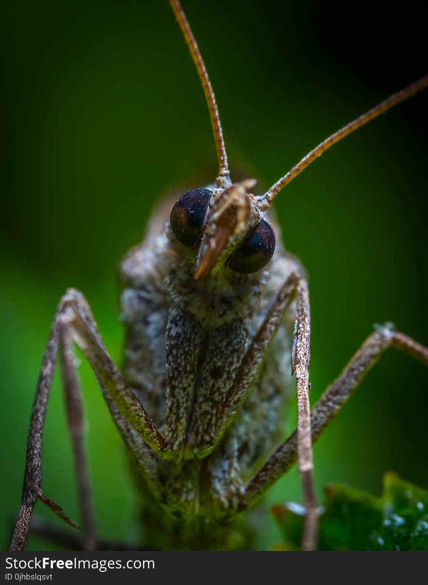 Brown Insect in Closeup Photo