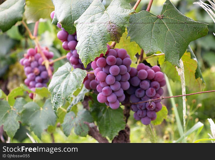 Purple Grapes