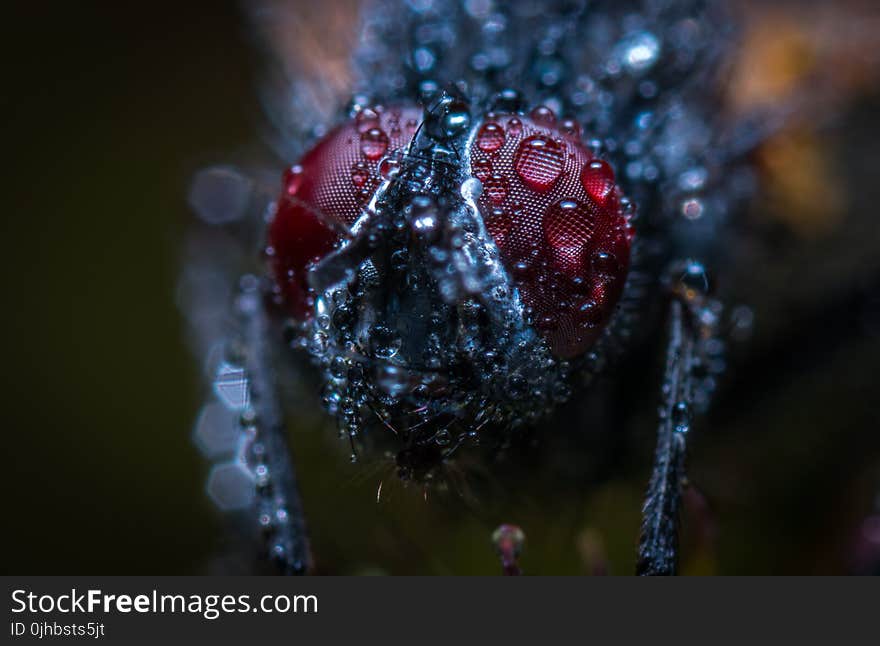 Macro Photograph of an Insect With Water Dew