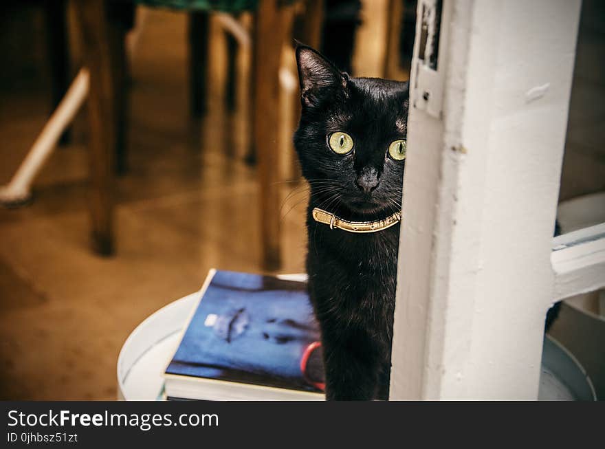 Close-Up Photography of Black Cat