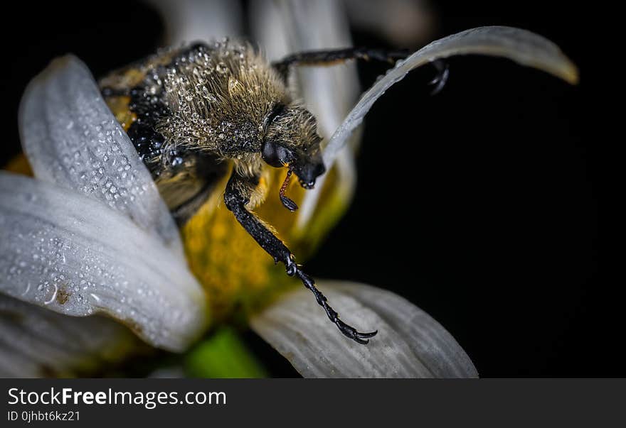 Brown and Yellow Bee on White and Yellow Flower Closeup Photography