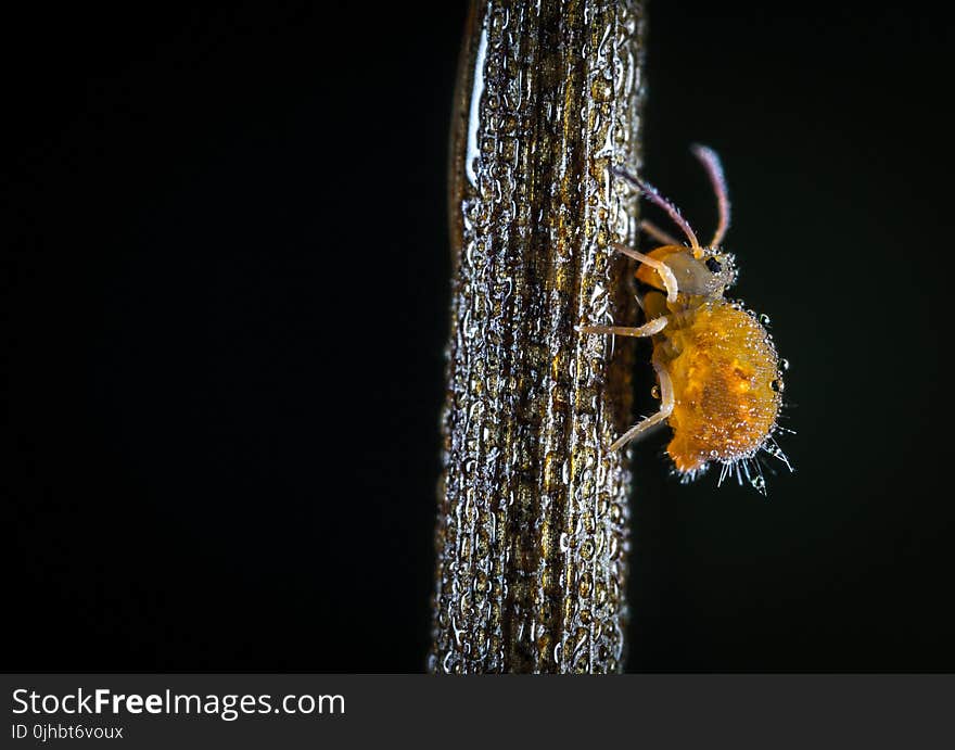 Macro Shot of Yellow Crawling Insect