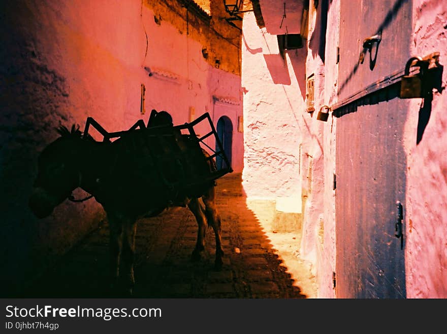 Donkey At A Alley