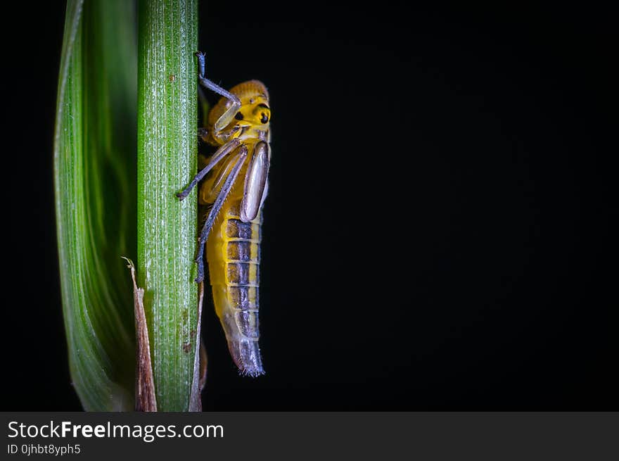 Grasshopper On Grass