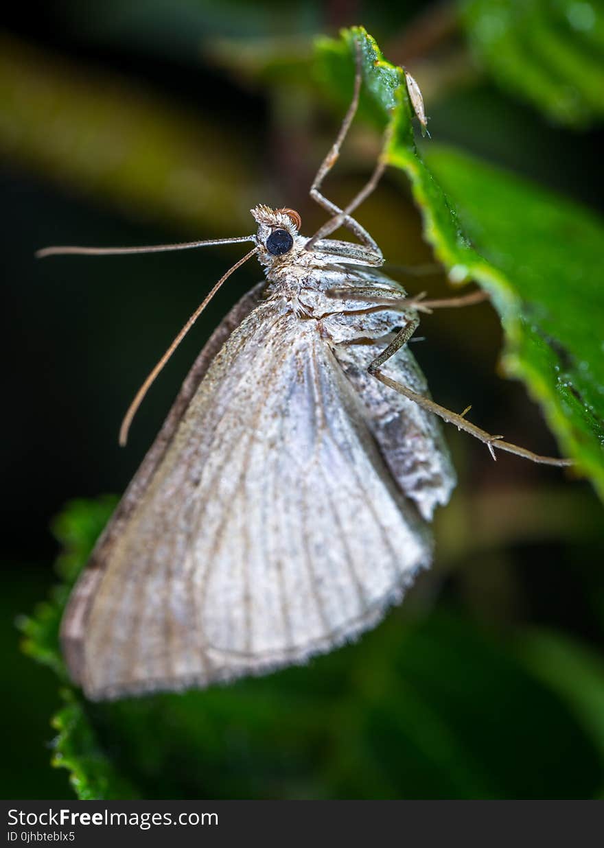 Gray Butterfly in Closeup Photo