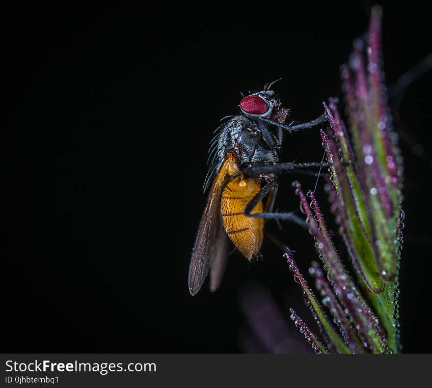 Macro Shot of Bee on Flower