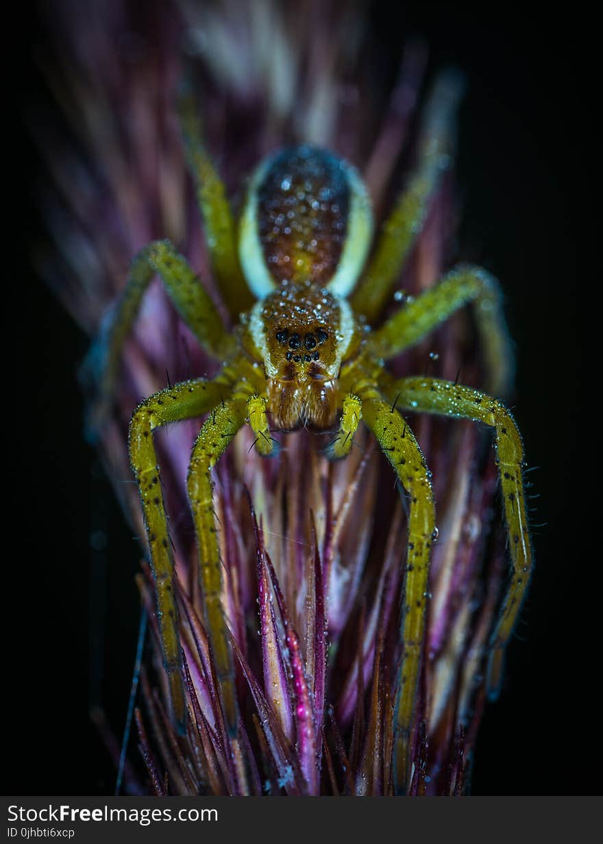 Macro Photography of Lynx Spider