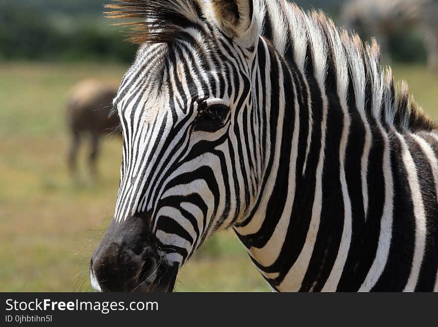 Selective Focus Photography of Zebra