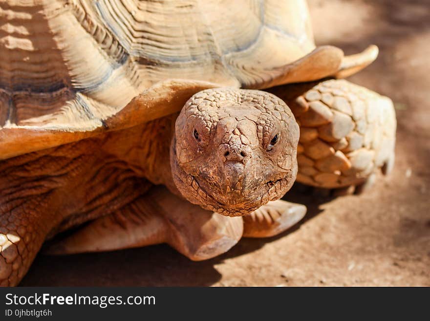 Brown Turtle