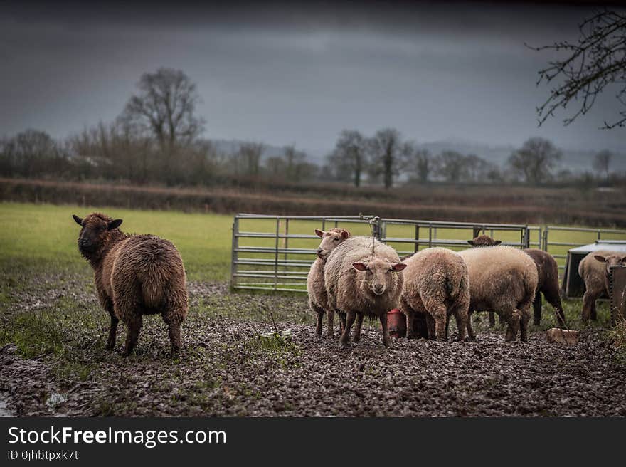 Herd of Brown and Beige Sheep on Field Under Gray Sky