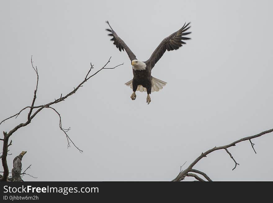 Eagle In Flight