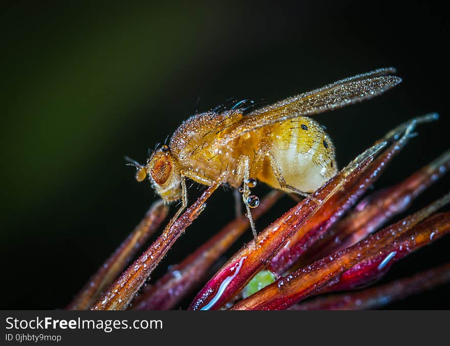 Yellow Winged Insect Close-up Photography