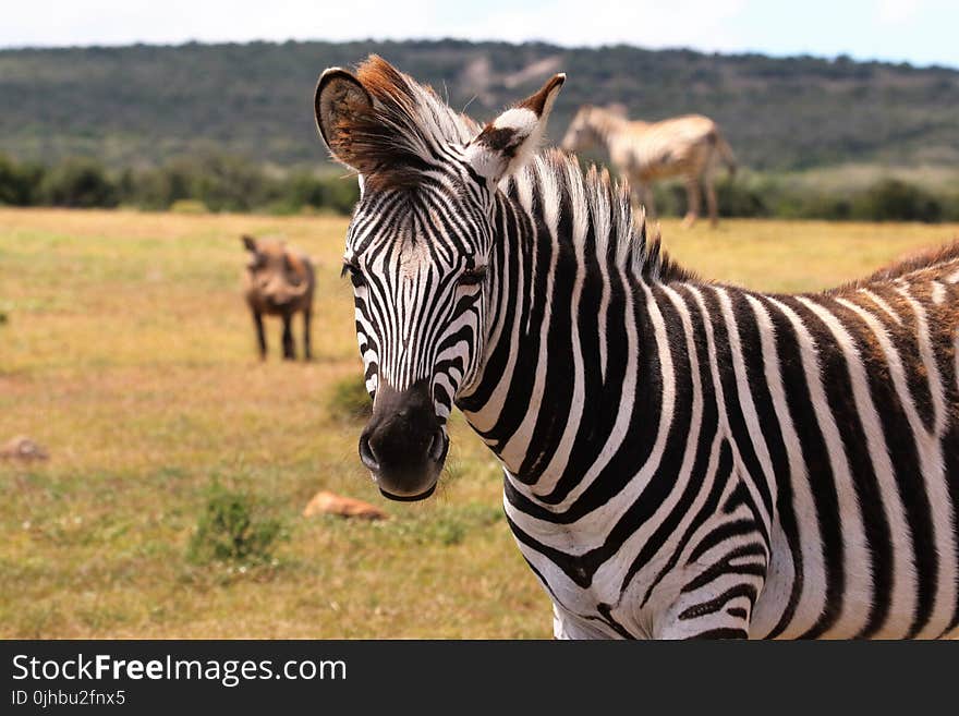 Zebra on Green Grass Field