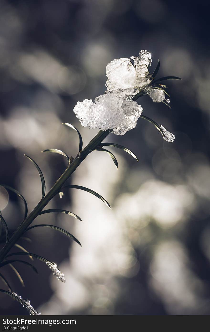 Plant Covered With Ice