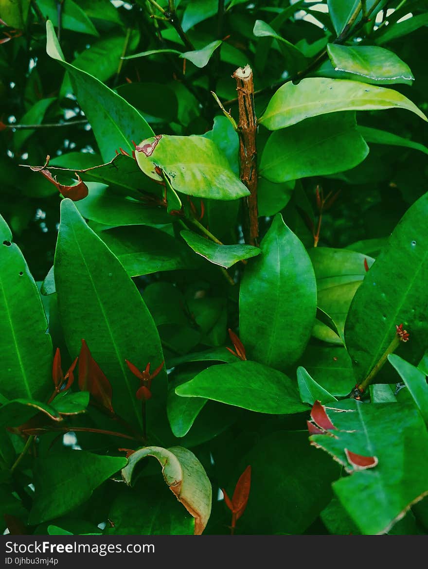 Green Leaf Plant With Brown Branch