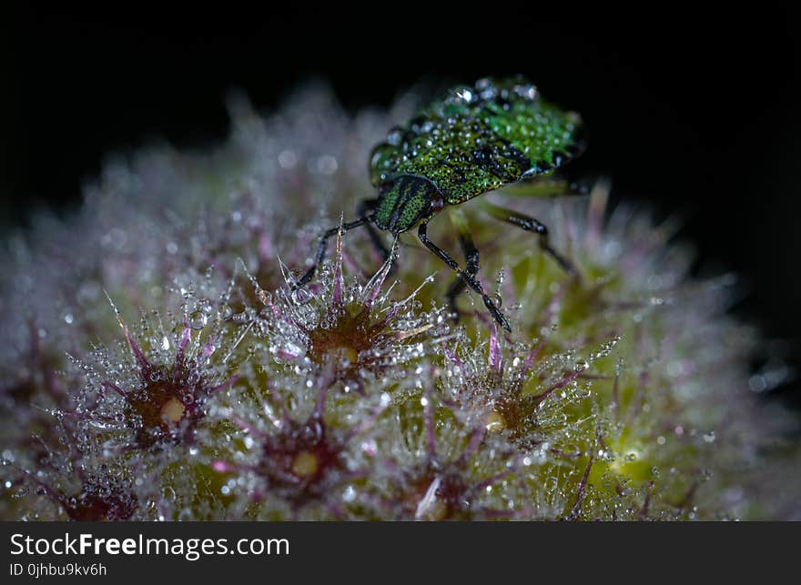 Green Bug on Flower Macro Photography