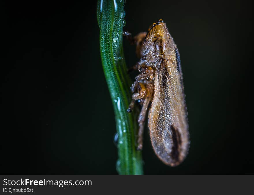 Macro Photography of Froghopper