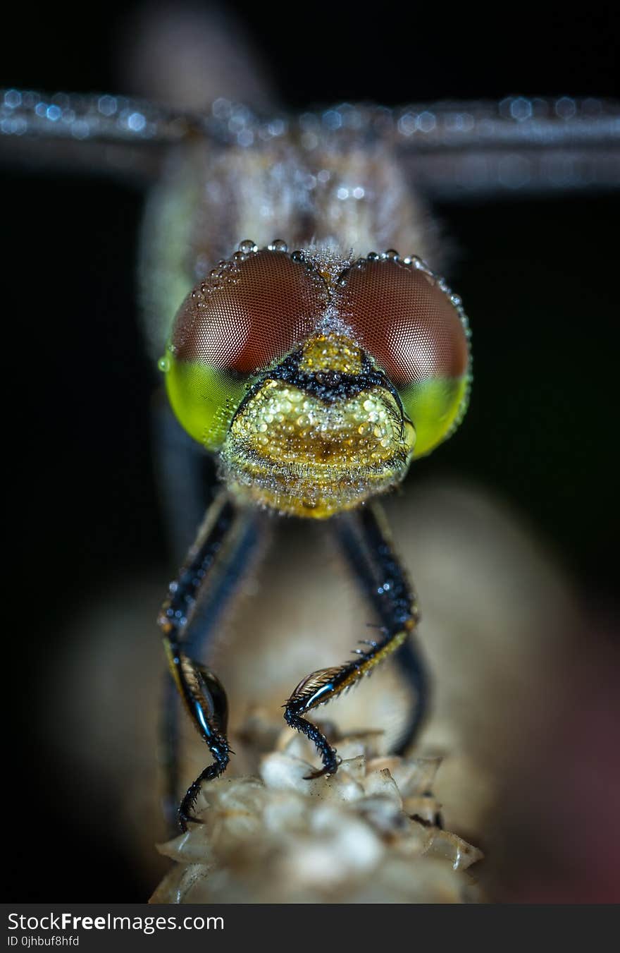 Dragonfly Macro Shot