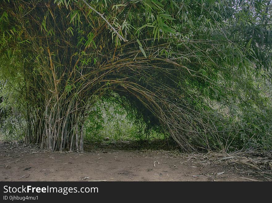 Brown and Green Bamboo Trees