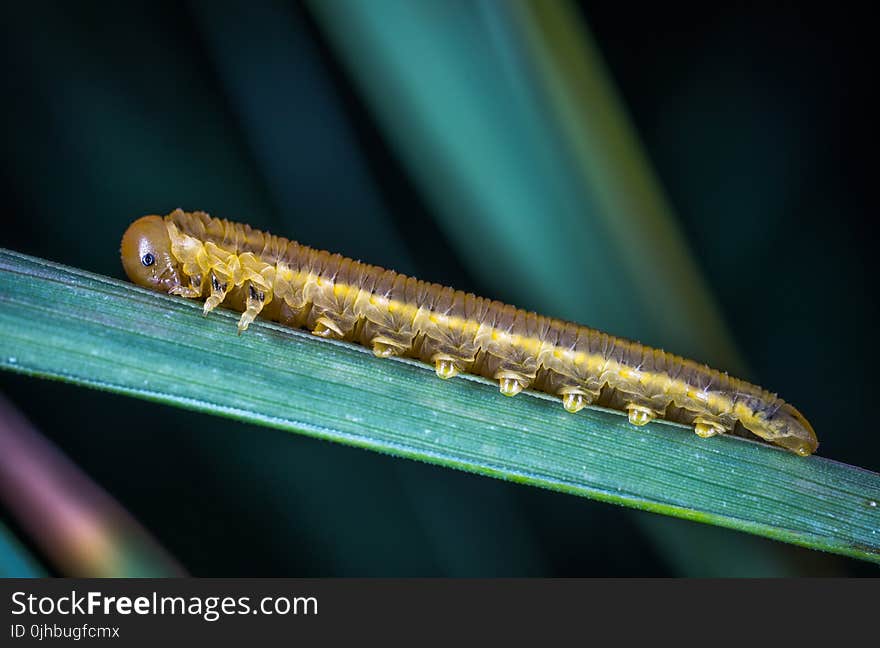 Brown Caterpillar Close-up Photography