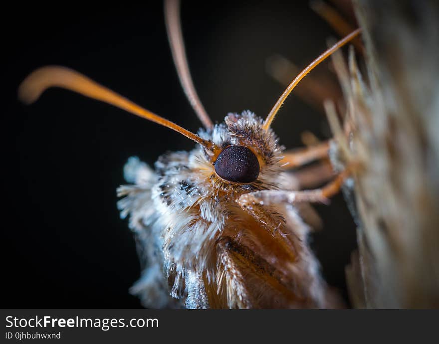 Close-up Photography of Gray Butterfly