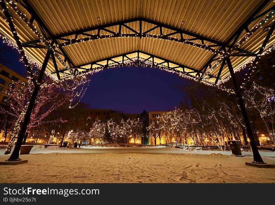 Photo of the Trees Covered with Christmas Lights