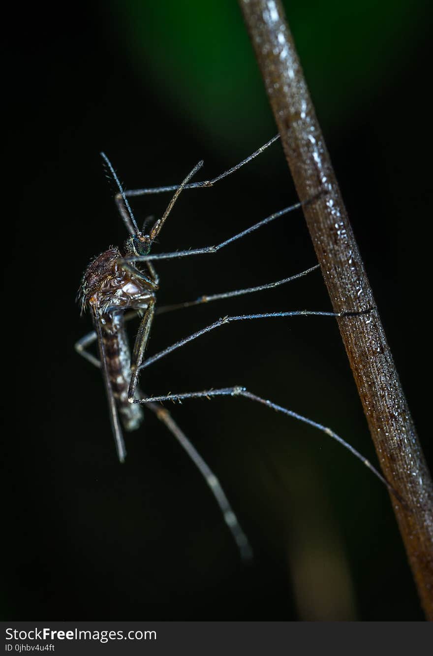 Black Mosquito Closeup Photo