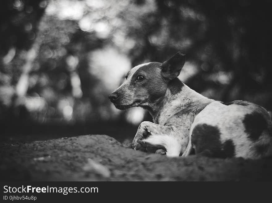 Grayscale Photography of Adult Short-coated Dog