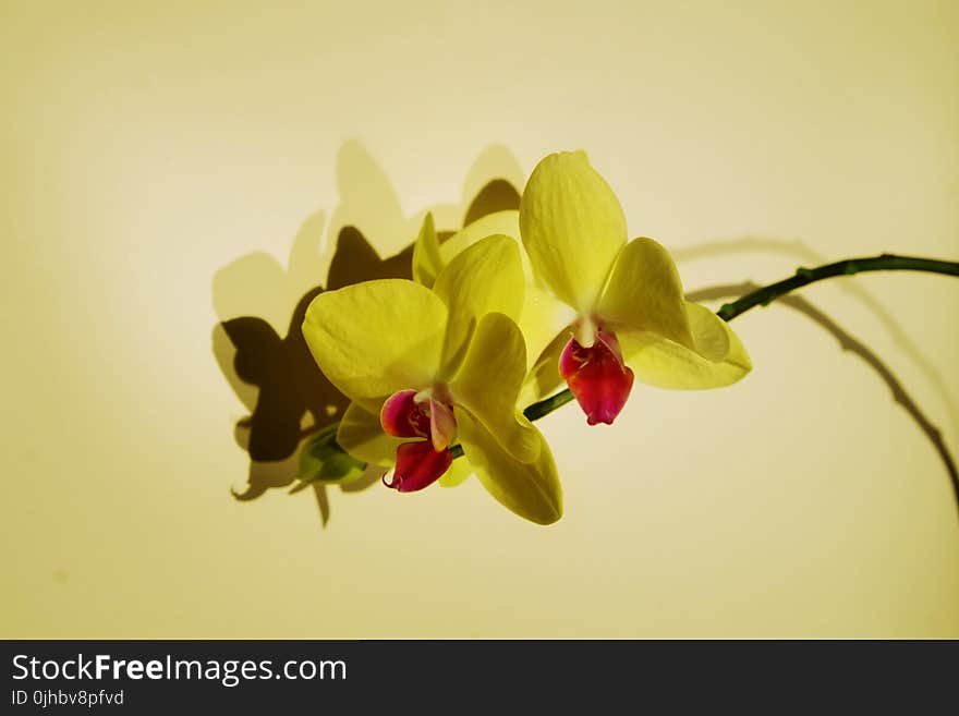 Close-up Photo of Orchids