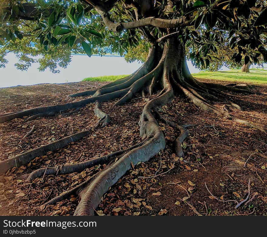 Gray Trunk Green Leaf Tree Beside Body of Water