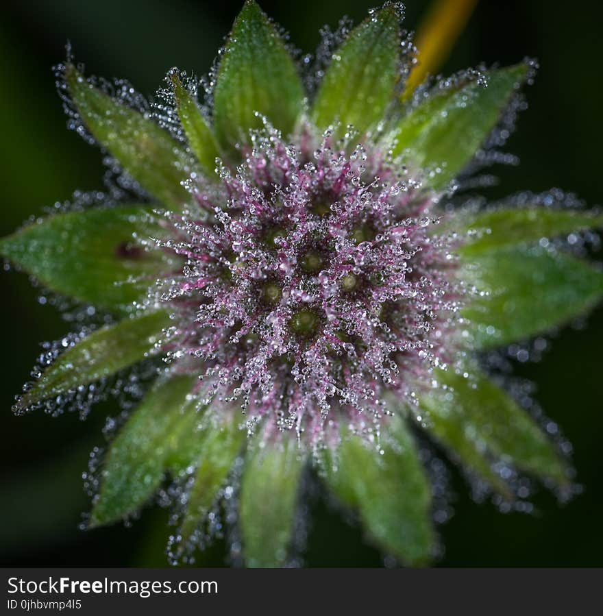 Close Up Photo of Purple Flower With Dew