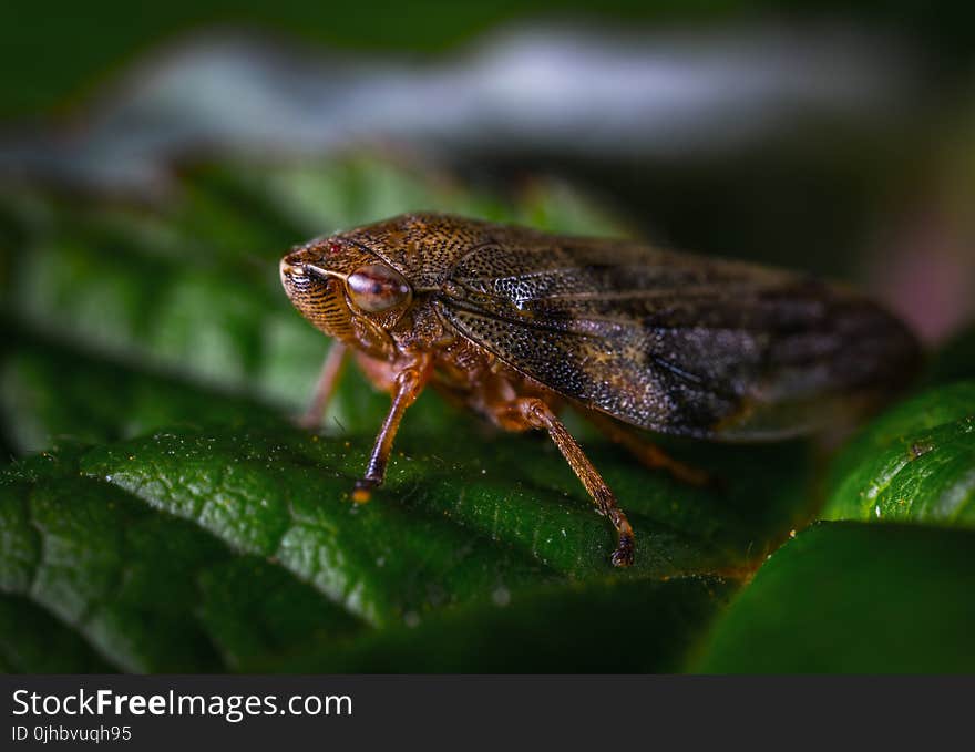 Close-up Photography Of Insect