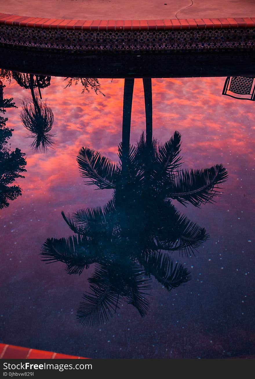 Reflection of Two Coconut Tree on Body of Water