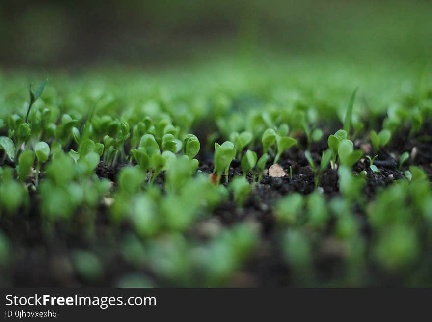 Green Leafed Plant Bokeh Photography