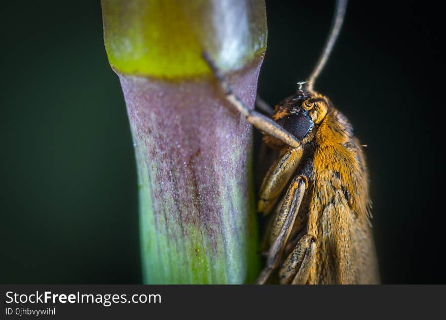 Close-up Photography Of Brown Moth Perched On Plant Stem