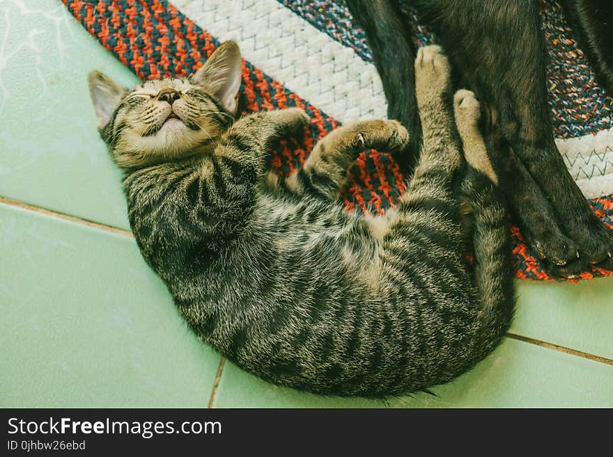 Photo of Brown Tabby Cat on White Tile Floor