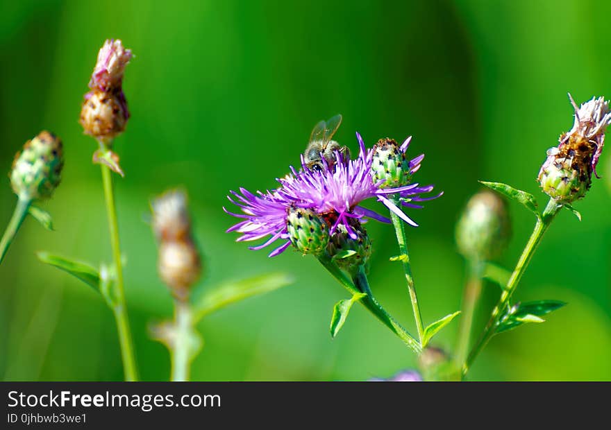 Microscopic Photo of Purple Flower Buds