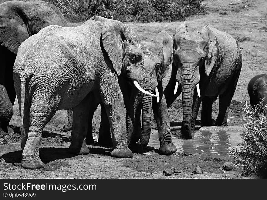 Grayscale Photo of Four Elephants