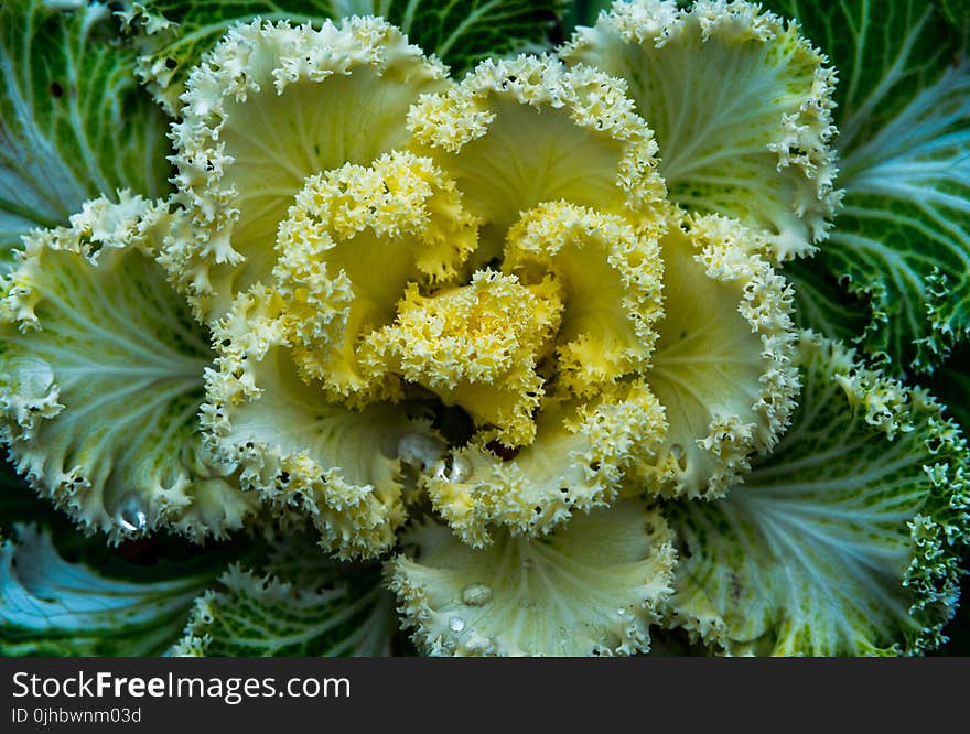 Green and Yellow Flower