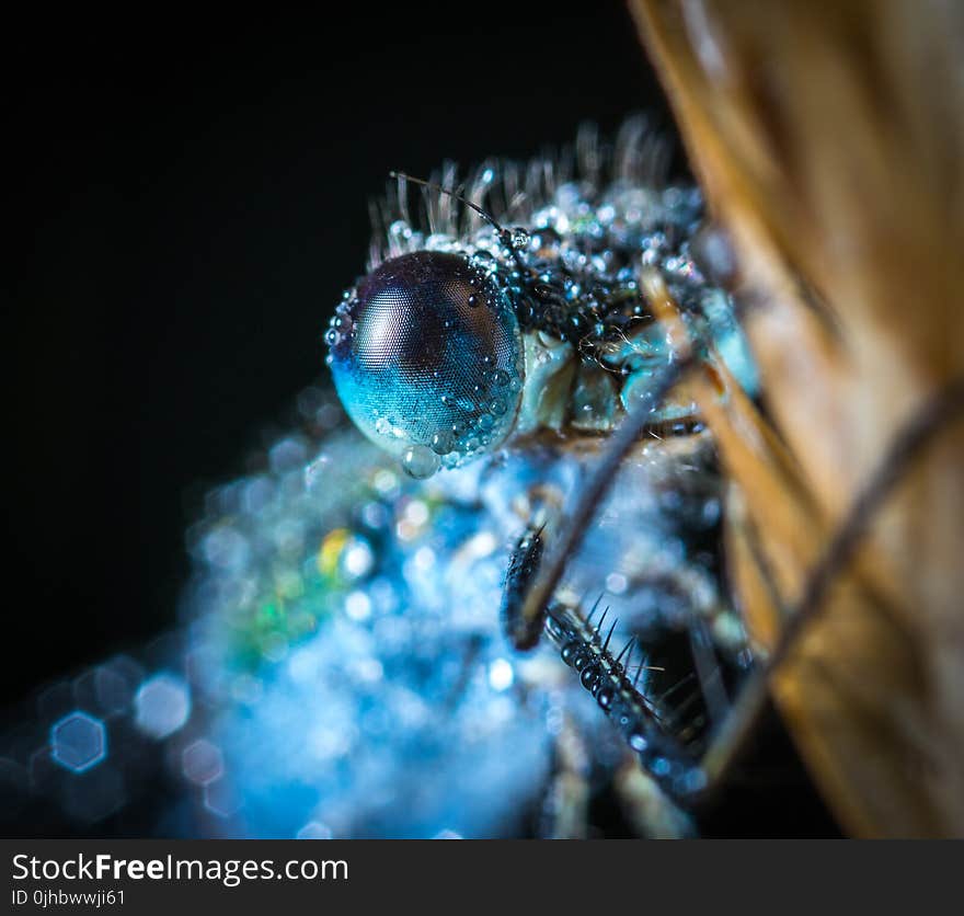 Blue Damselfly Macro Photography