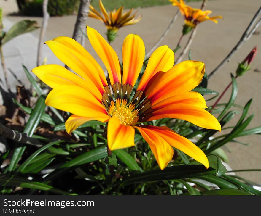 Shallow Focus Photography of Yellow Petal Flower