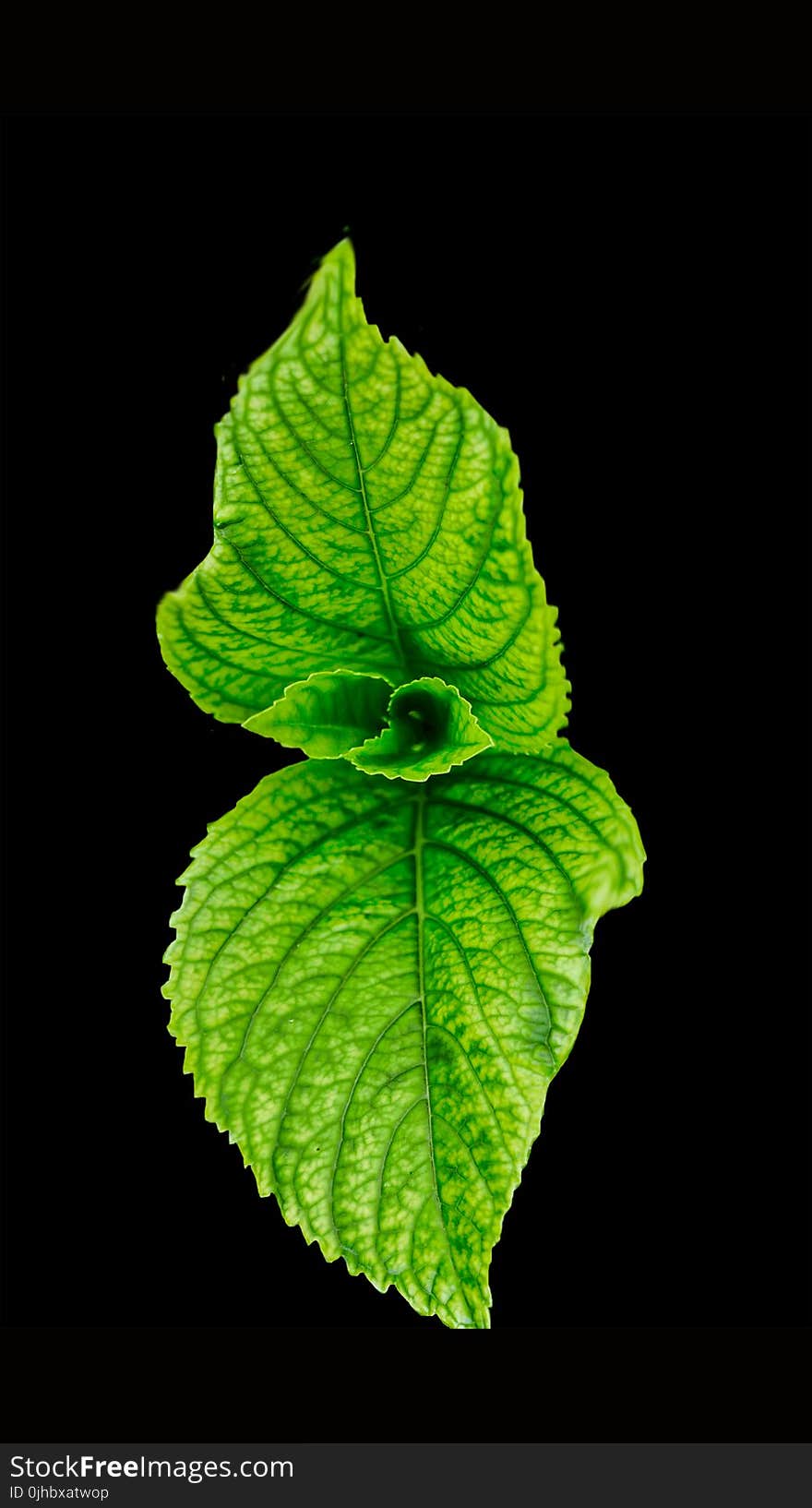 Green Leaf