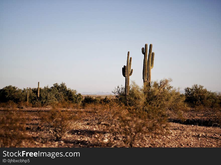 Two Green Cactus Plants at Daytime