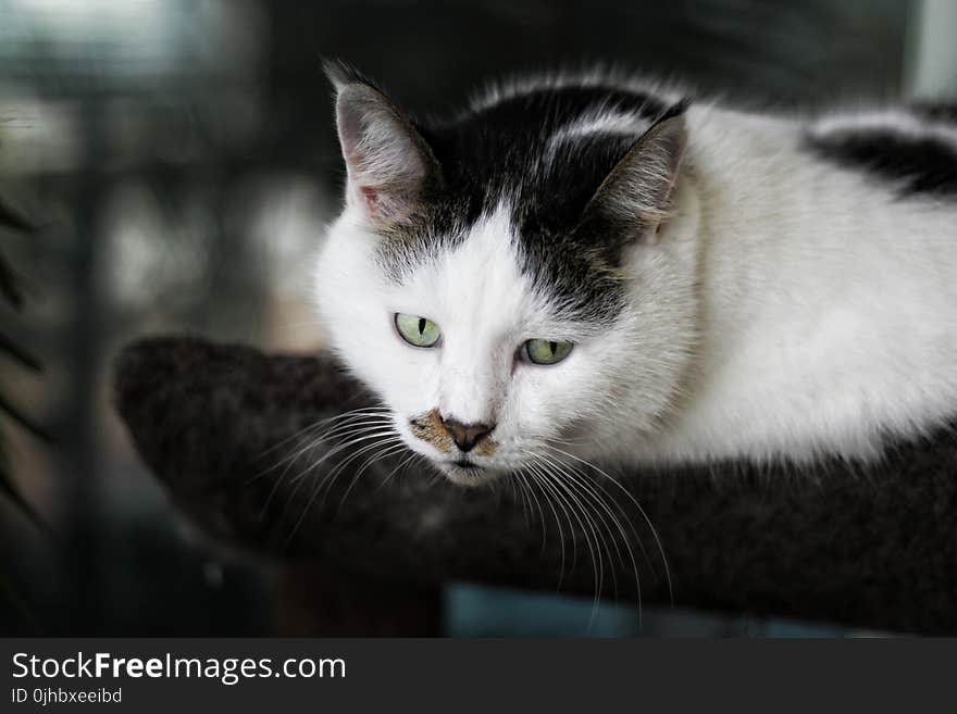 Shallow Focus Photography of White and Black Cat